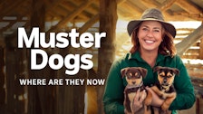 Muster Dogs: Where Are They Now